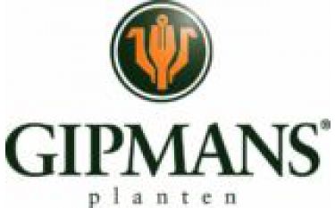 gipmans planten gipmans planten