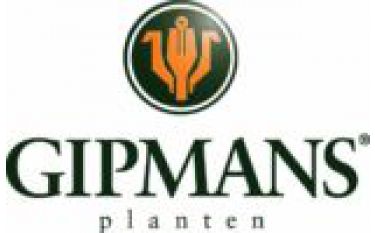 gipmans planten